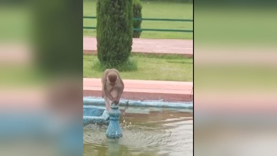 Monkey funny video in tajmahal agra