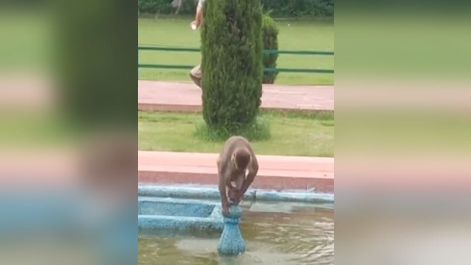 Monkeys attack Swedish tourist at Taj Mahal