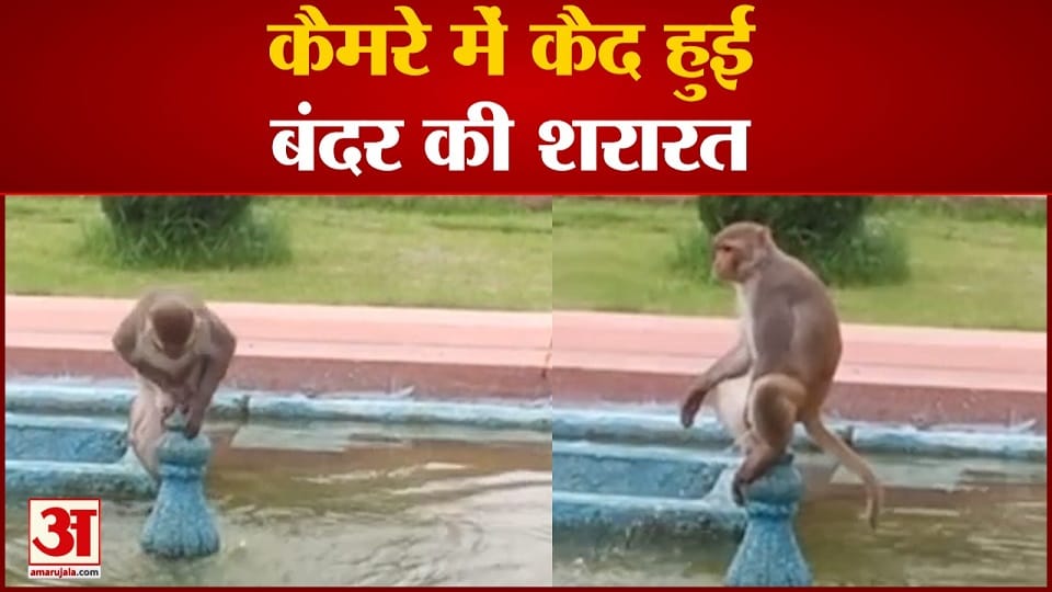 Monkey Funny viral video In Tajmahal Agra