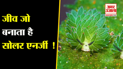 DO YOU KNOW ABOUT LEAF SHEEP WHO EATS ALGAE AND CAN PHOTOSYNTHESIZE