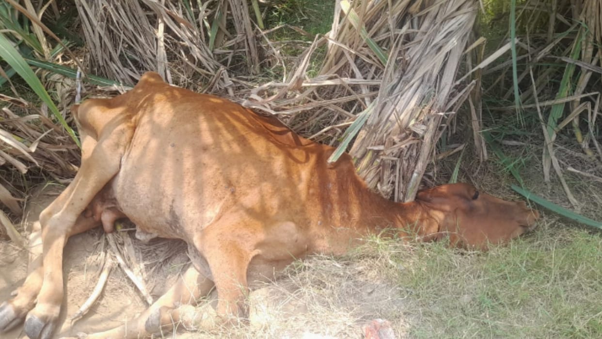 UP: Lumpy outbreak is increasing continuously, four more animals died in Saharanpur