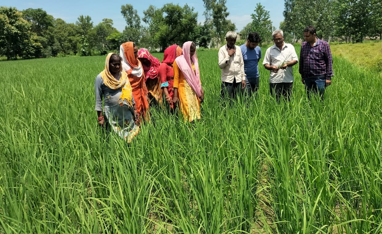 Dwarf disease of paddy increased the problems of farmers