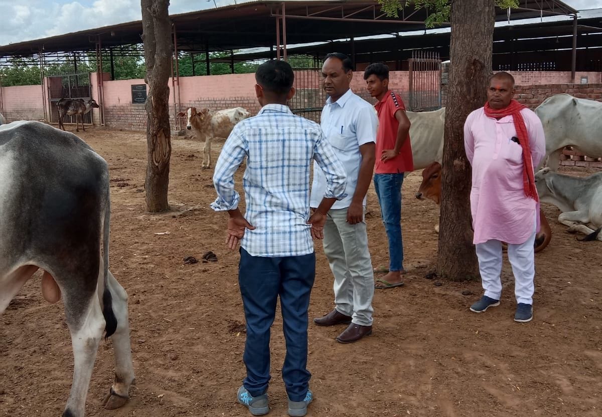 Lumpy infected six more cows died, six thousand animals were vaccinated