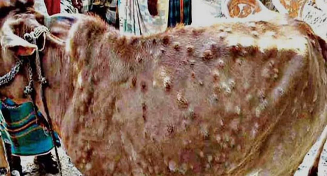 lampi skin diseas spread