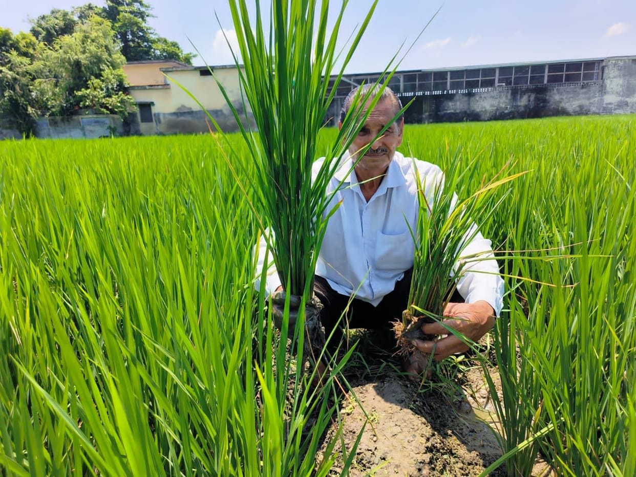 Small Rice Plant in Jaspur