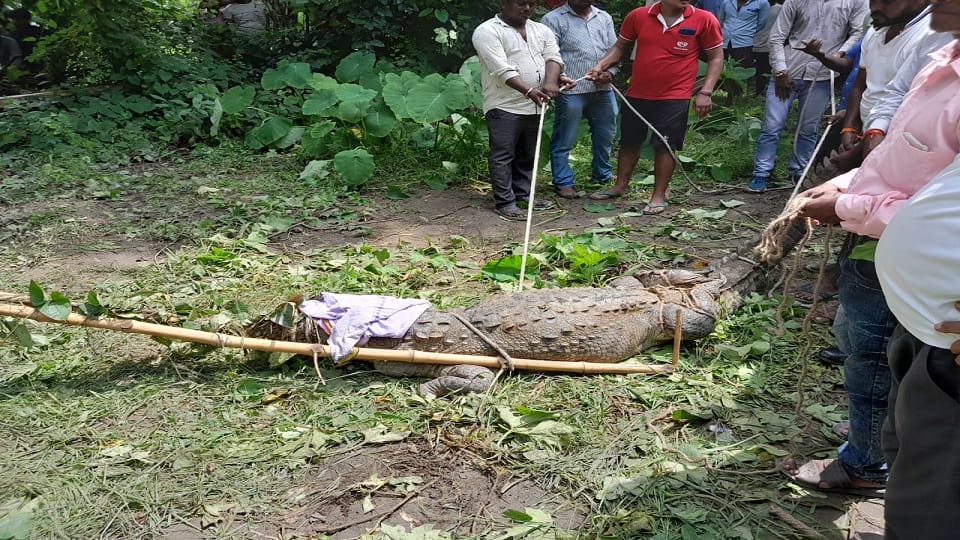crocodile under cot of saints sleeping in ashram Mainpuri