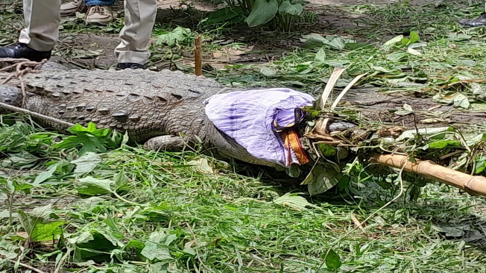crocodile under cot of saints sleeping in ashram Mainpuri