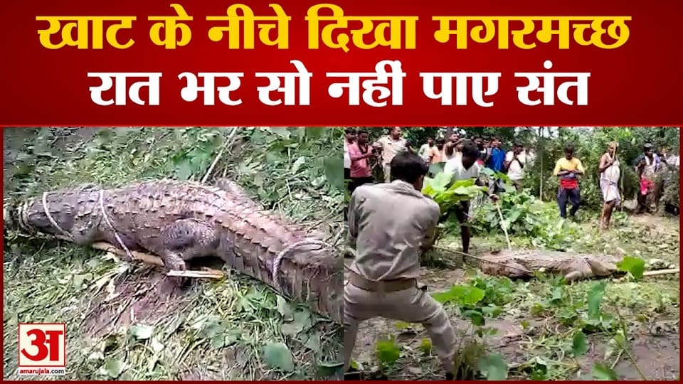 crocodile sitting under the saint's cot in Mainpuri