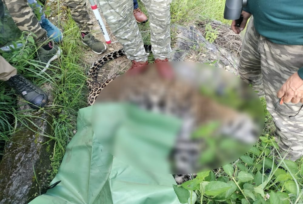 Uttarakhand news: Leopard found dead after attack on two woman in tehri