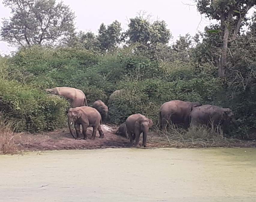 nepali elephants rotted crop
