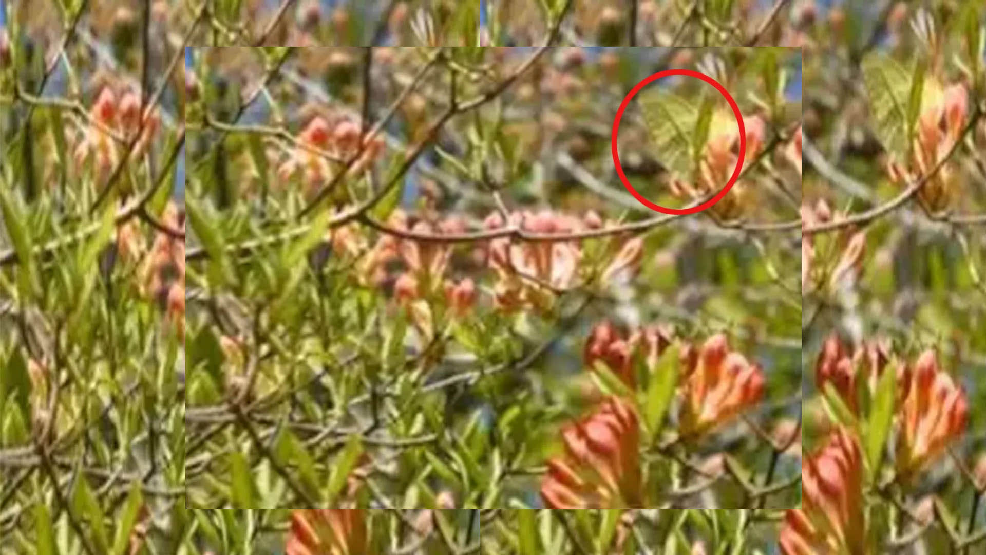 Optical Illusion Images Test Your Brain Find Out a Hidden butterfly in pic google trends