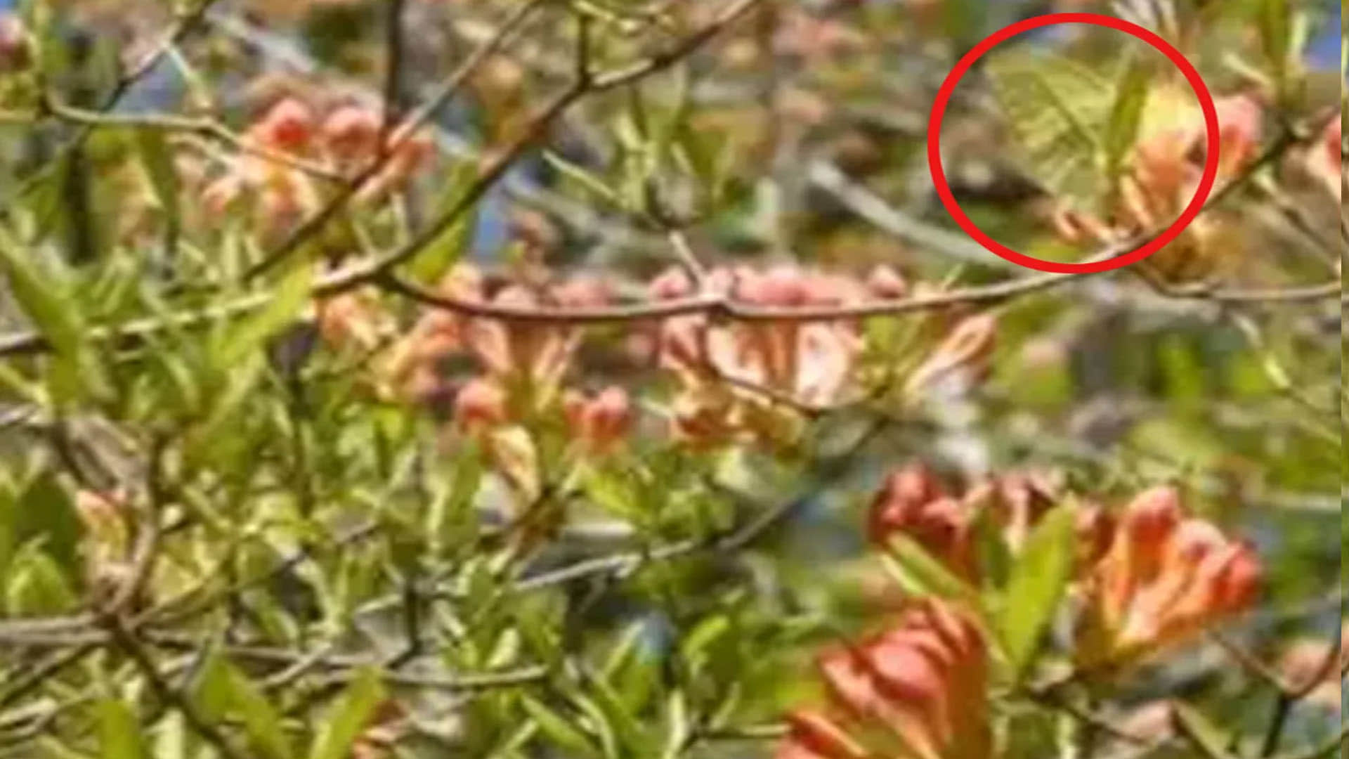Optical Illusion Images Test Your Brain Find Out a Hidden butterfly in pic google trends