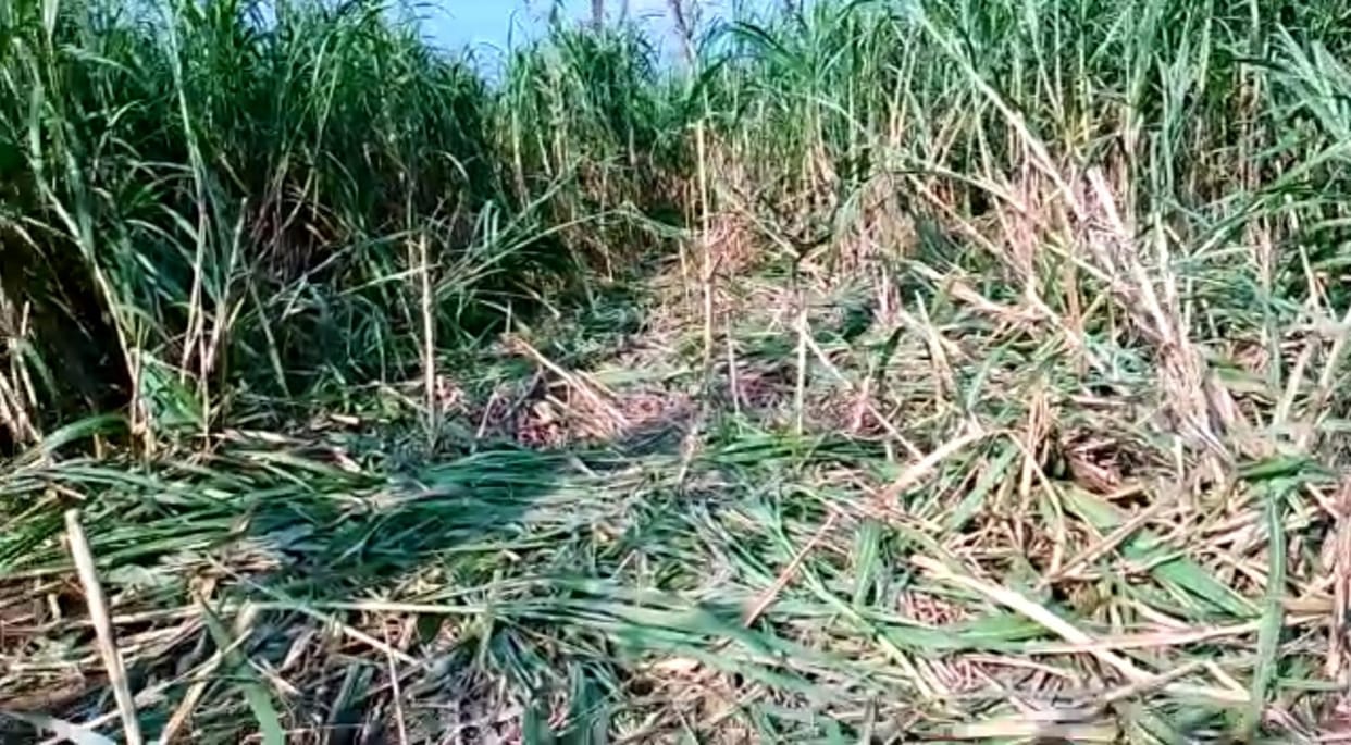 elephants rotted crop