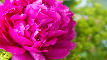 Vastu Tips Plant peonia flowers at home for early marriage