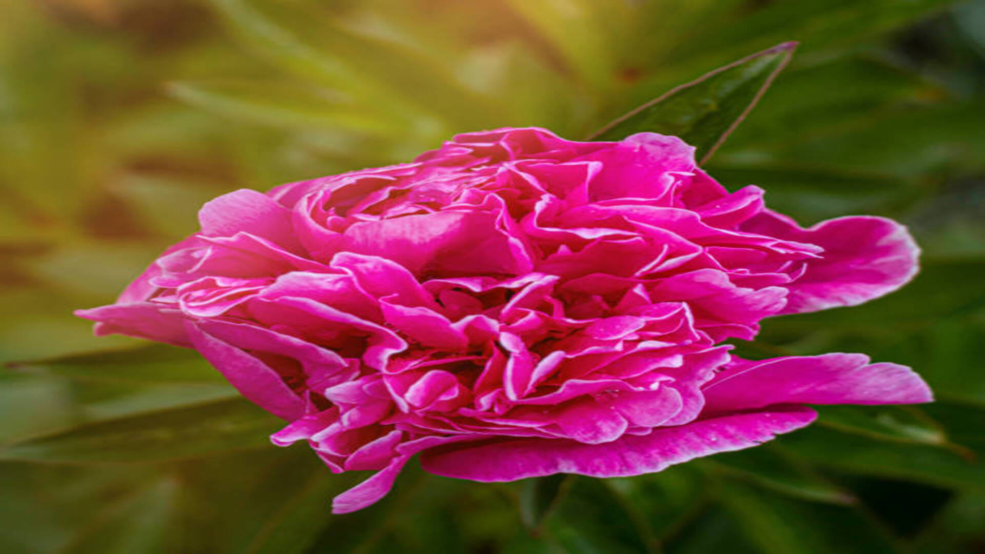 Vastu Tips Plant peonia flowers at home for early marriage
