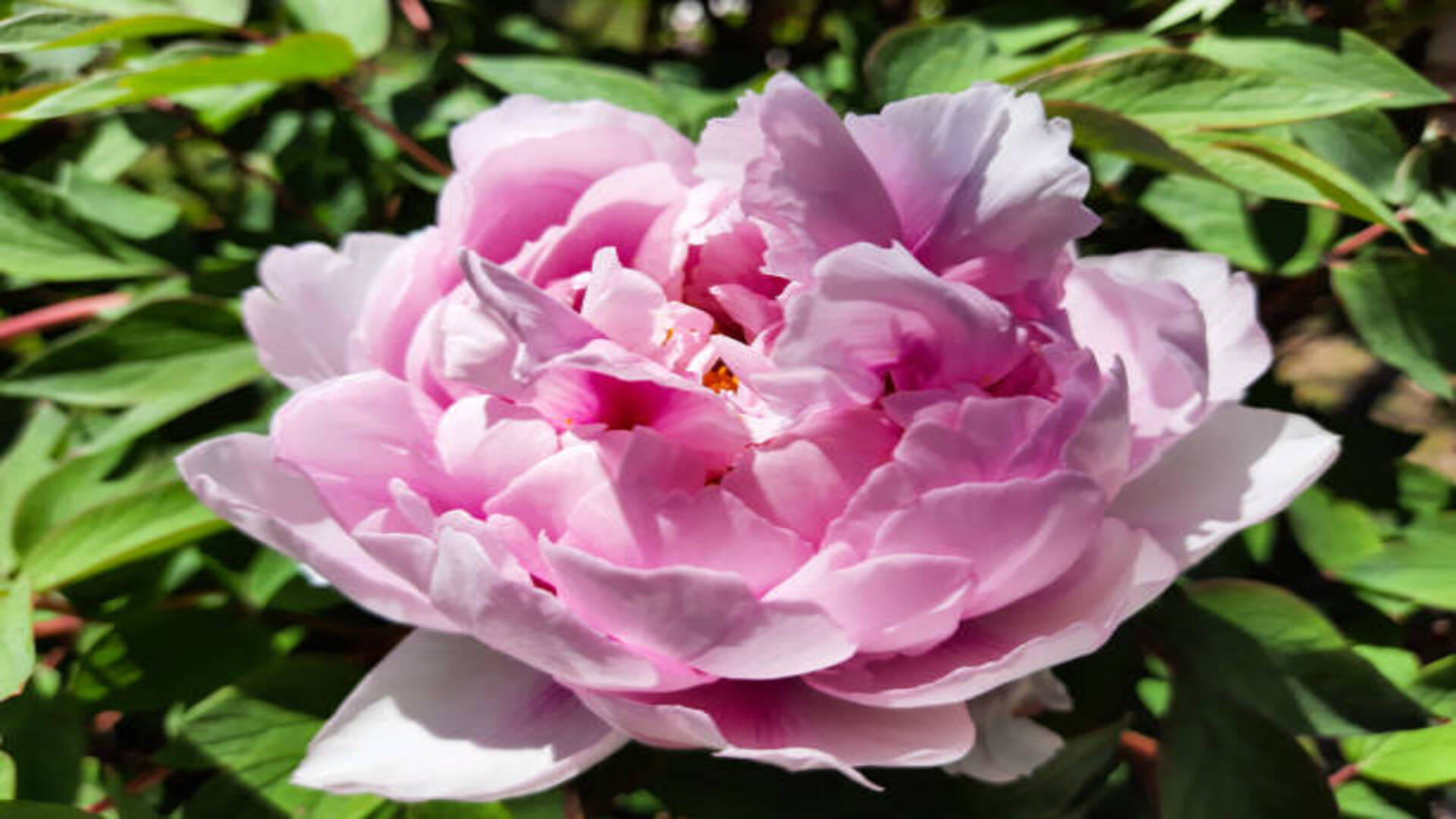 Vastu Tips For Marriage Peony Flower Benefits Know Remedies To Remove Obstacles In Marriage