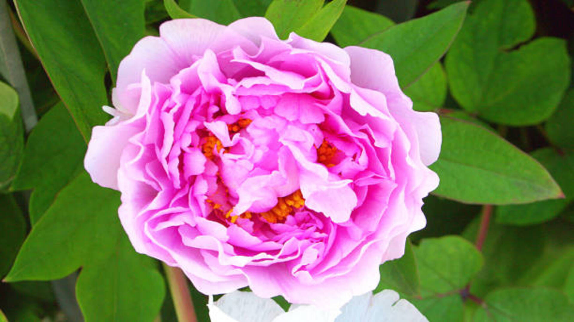 Vastu Tips For Marriage Peony Flower Benefits Know Remedies To Remove Obstacles In Marriage