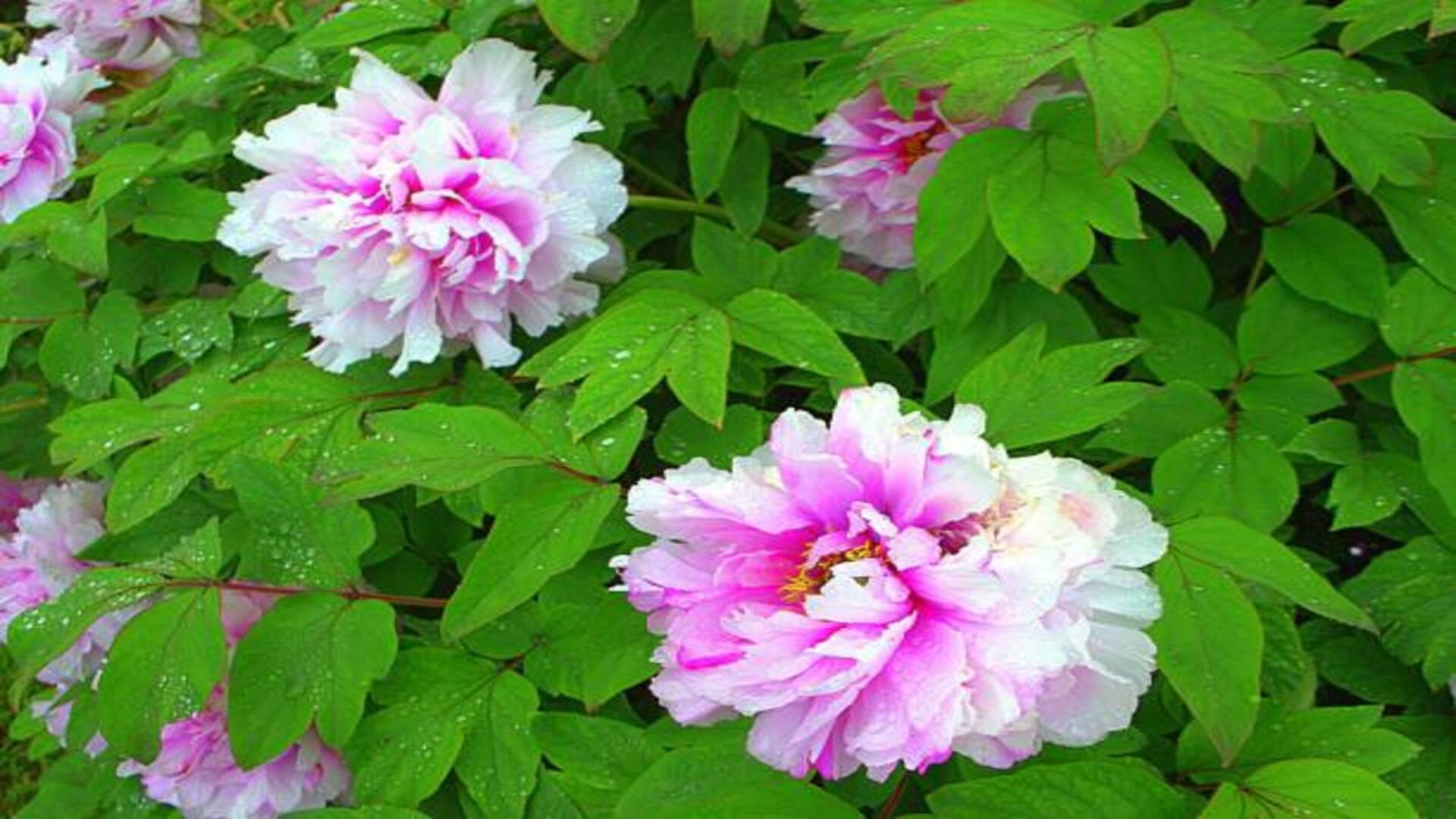 Vastu Tips For Marriage Peony Flower Benefits Know Remedies To Remove Obstacles In Marriage