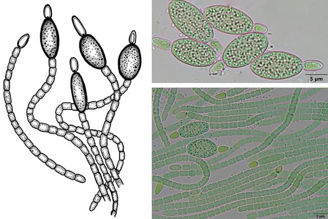 Big achievement to BHU scientists identify new genes of cyanobacteria for biodiversity research