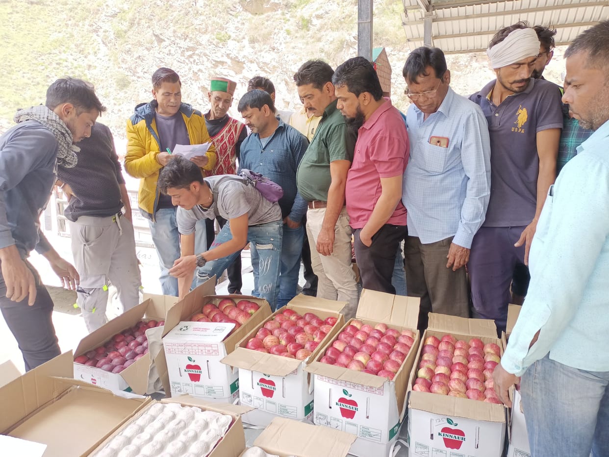 aplle season started in kinnaur
