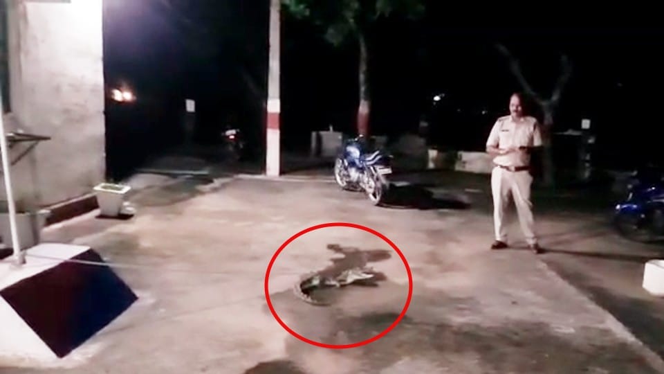 Damoh: Crocodile entered the police post, was caught by the policemen tied with a rope