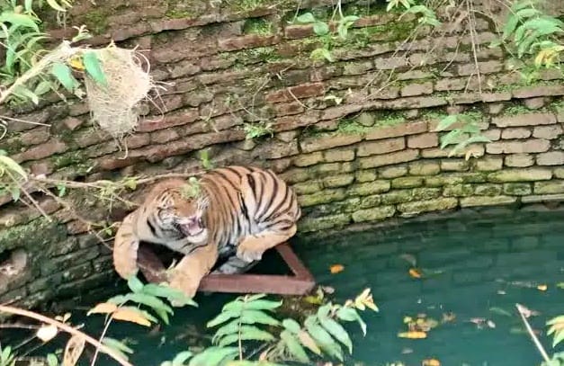 Tiger fell in the well of former District Panchayat Vice President in Chhindwara