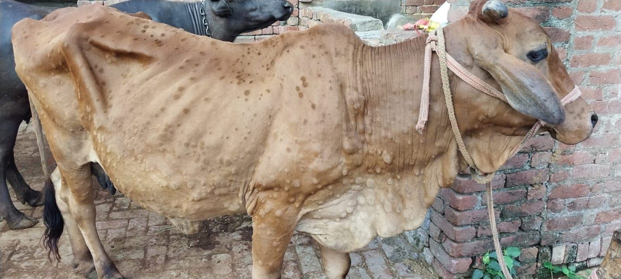 Lumpy disease: Ban on entry of outside animals in Amangarh forest area