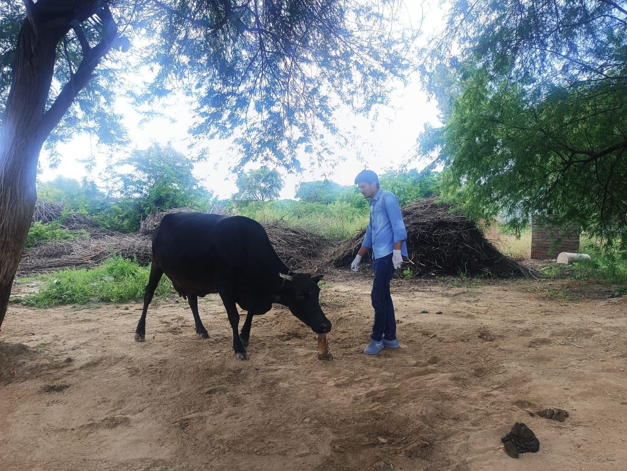 12 cows broke down due to lumpi, 70 got hit