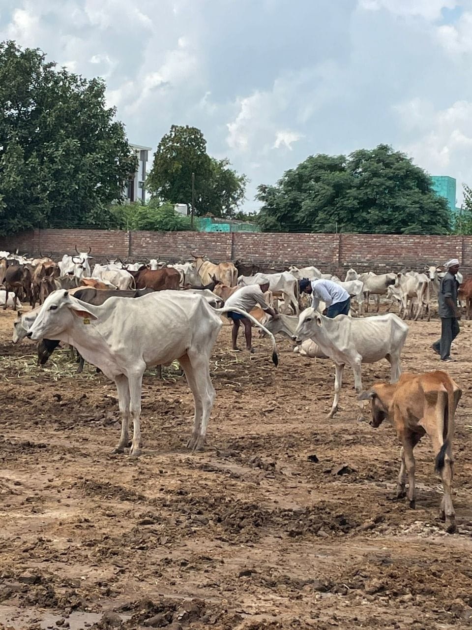 210 new cases of lumpy skin disease virus, death of three animals