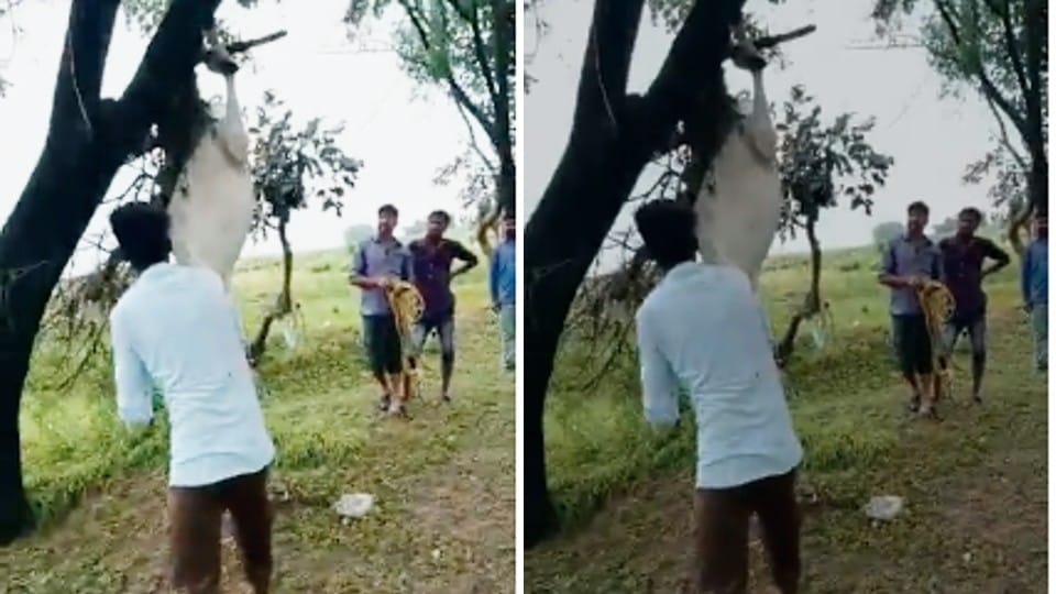 Carcasses of cows found hanging on trees as soon as flood water receded