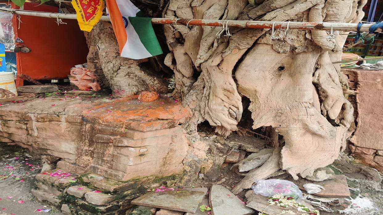The ancient Peepal tree has left its roots on the new road Cathedral intersection in varanasi