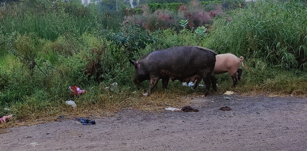 African swine flu emptied pig farms, death row continues