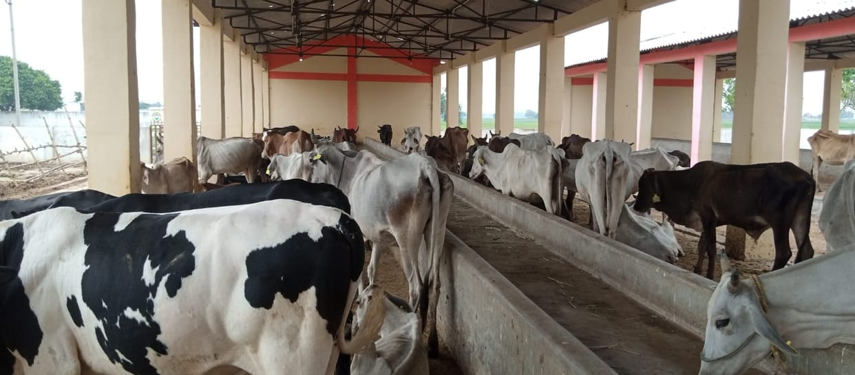 Cow in shelter centers living only on dry straw