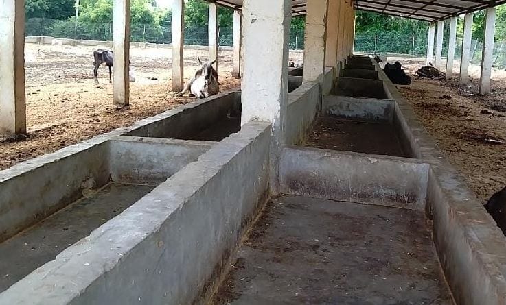 Kanpur Dehat : One cattle dies, four sick in Turkimau Gaushala due to lack of proper care