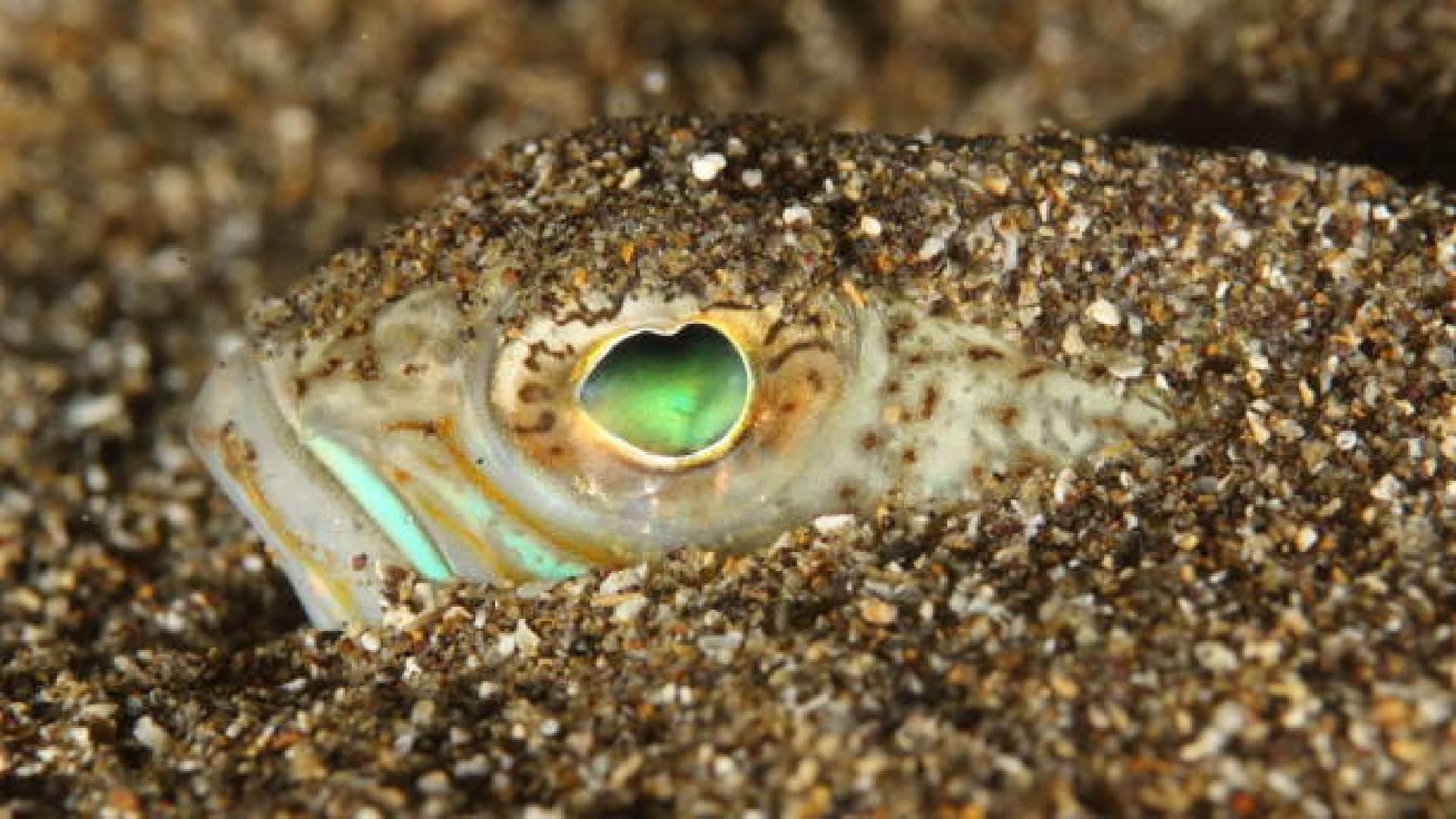 Weever Fish can make people unconscious uk beachgoers warned people about this