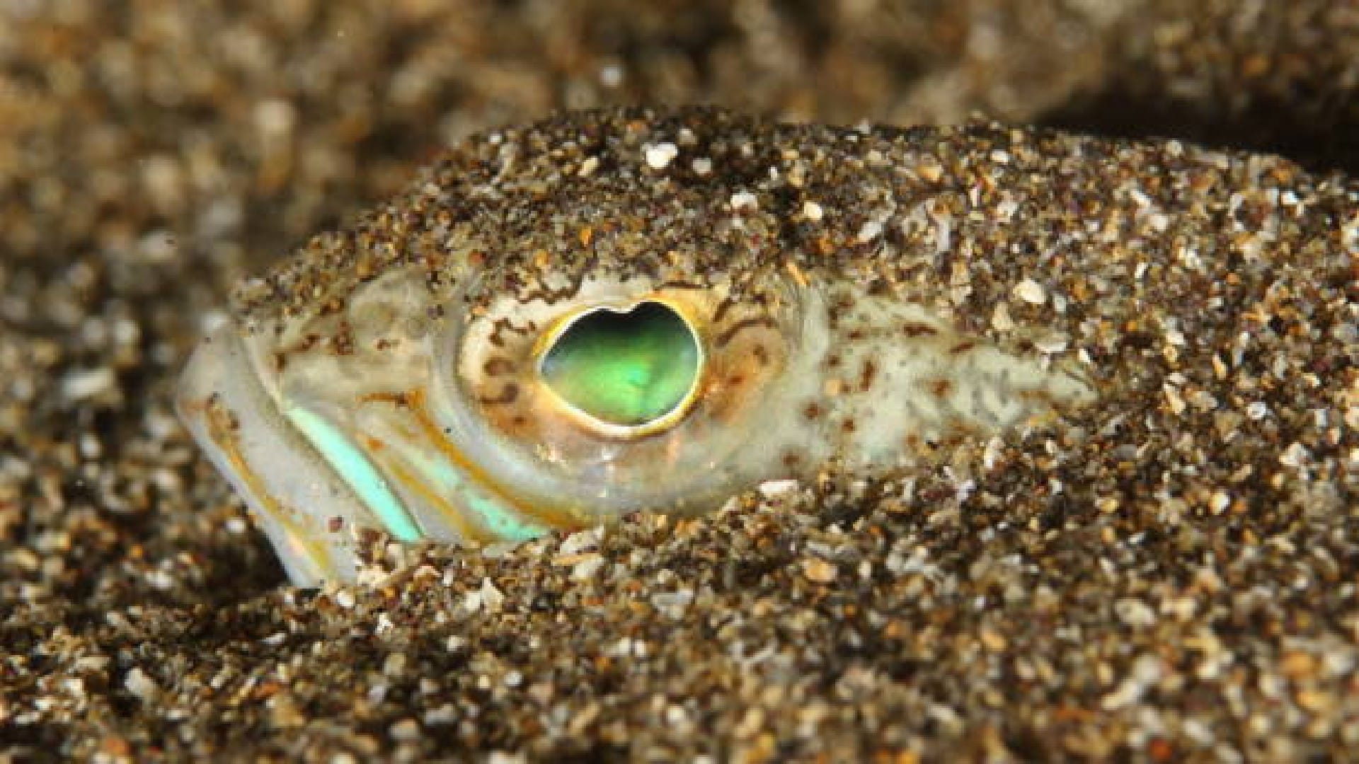 Weever Fish can make people unconscious uk beachgoers warned people about this