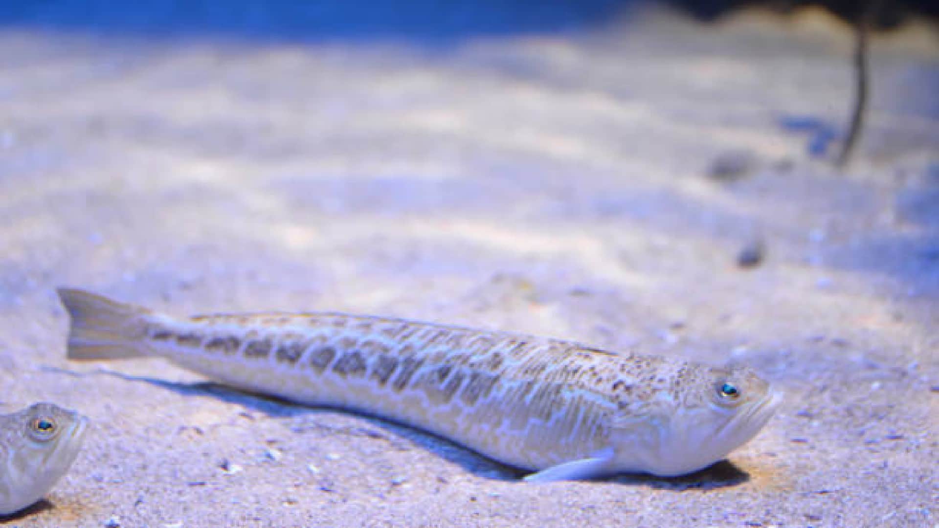 Weever Fish can make people unconscious uk beachgoers warned people about this