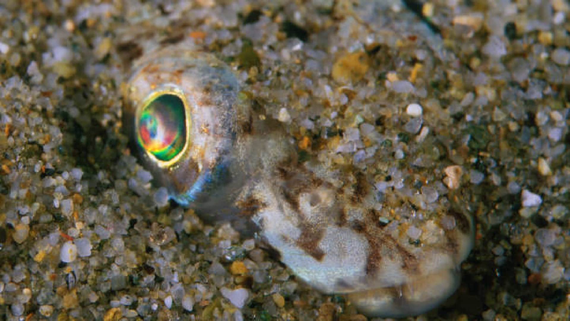 Weever Fish can make people unconscious uk beachgoers warned people about this