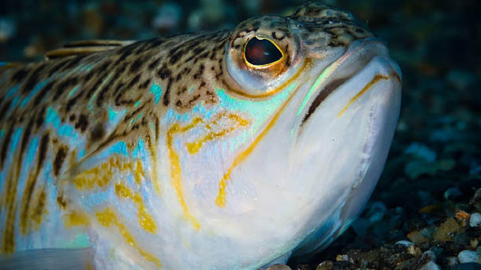 Weever Fish can make people unconscious uk beachgoers warned people about this