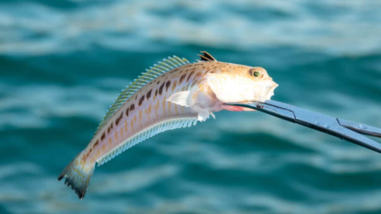 Weever Fish can make people unconscious uk beachgoers warned people about this
