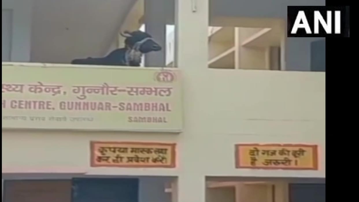 Sambhal News Buffalo entered the building of Government Hospital in Gunnaur