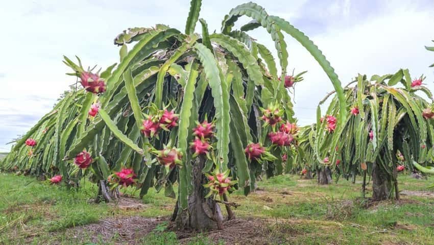 Now the land of Fatehabad will grow dragon fruit, subsidy will be given for planting orchard