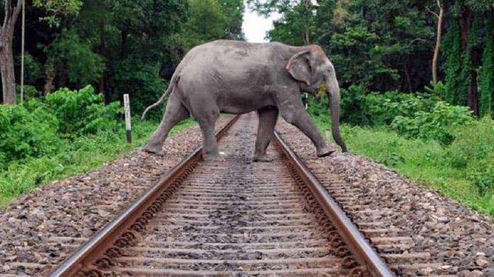 AI based monitoring system saved elephants from train accidents