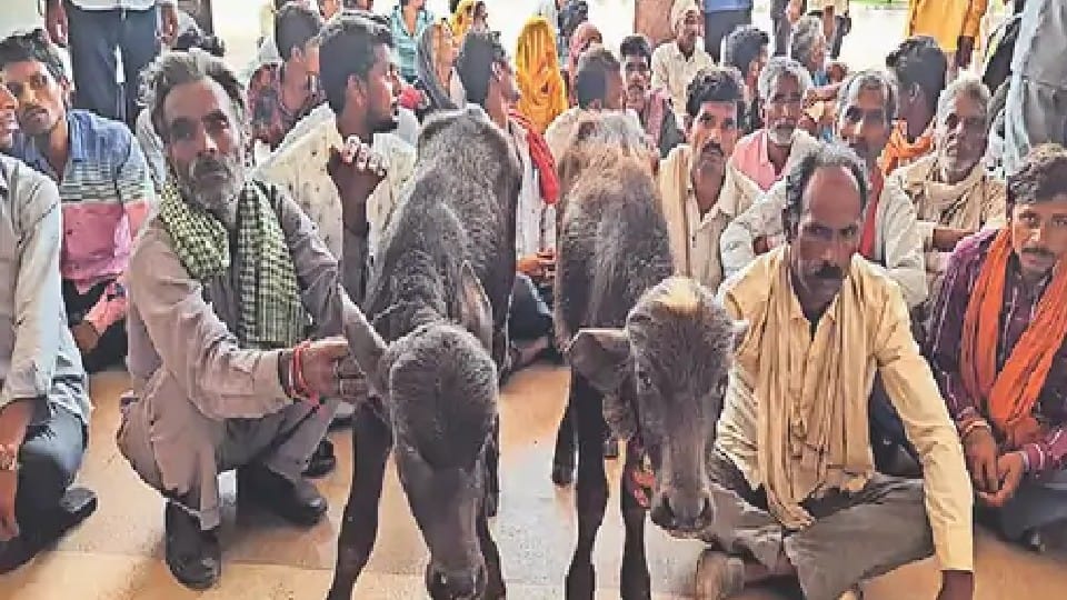 Ashoknagar: Police was not writing the report of buffalo theft, villagers reached SP office with calf
