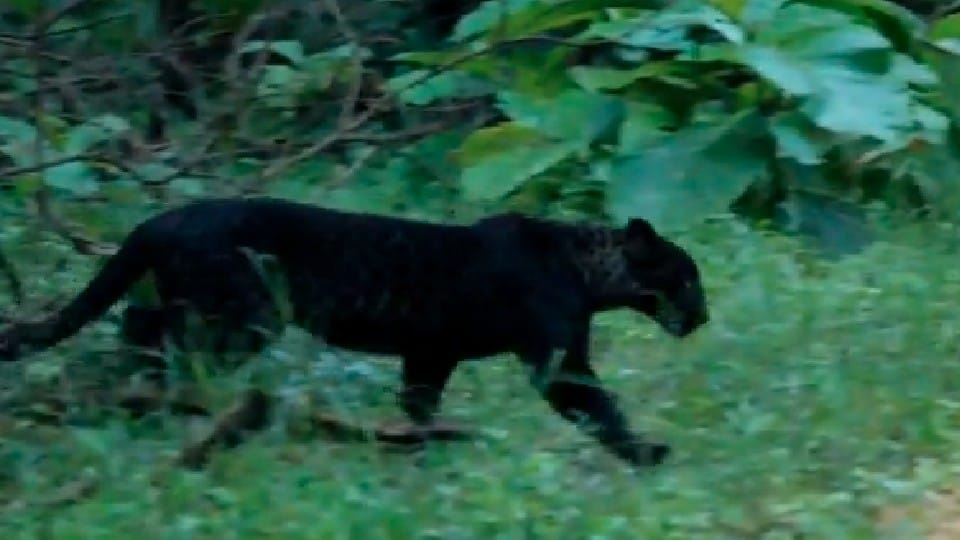 black leopard remains the center of attraction for tourists in Pench National Park