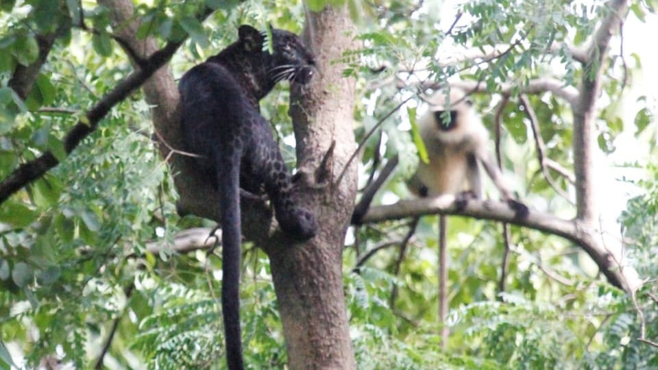 black leopard remains the center of attraction for tourists in Pench National Park