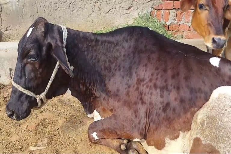 Lumpy skin disease virus: 1595 infected with 185 new cases