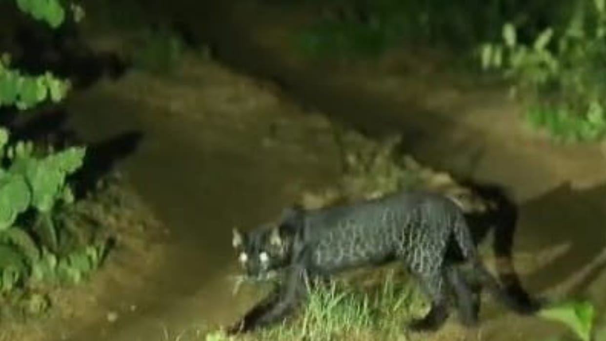 black leopard remains the center of attraction for tourists in Pench National Park