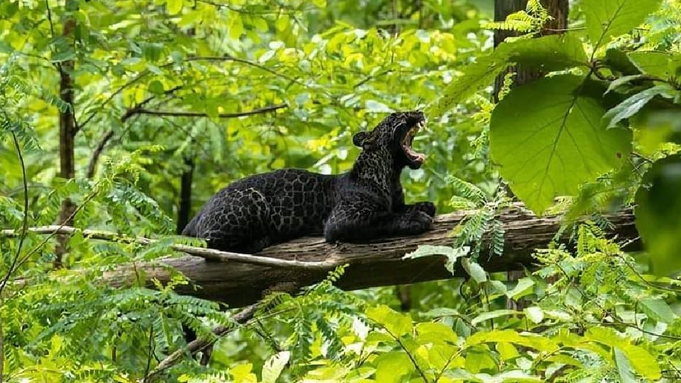 black leopard remains the center of attraction for tourists in Pench National Park