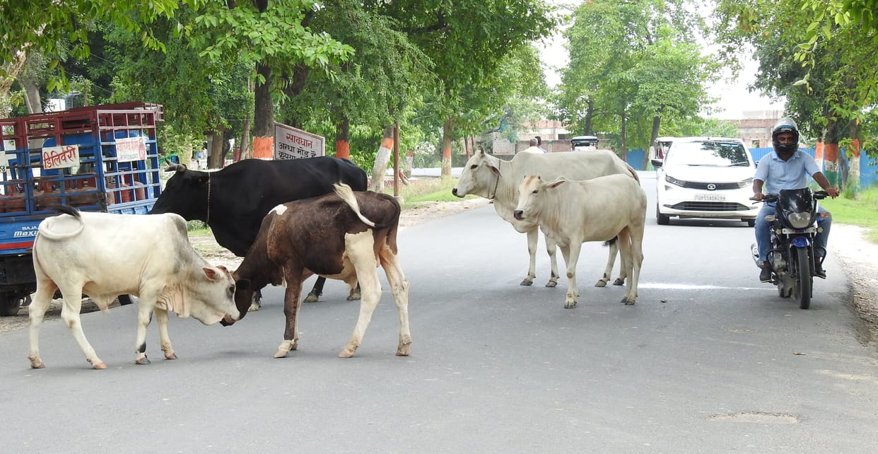 free animals are being cause of accident